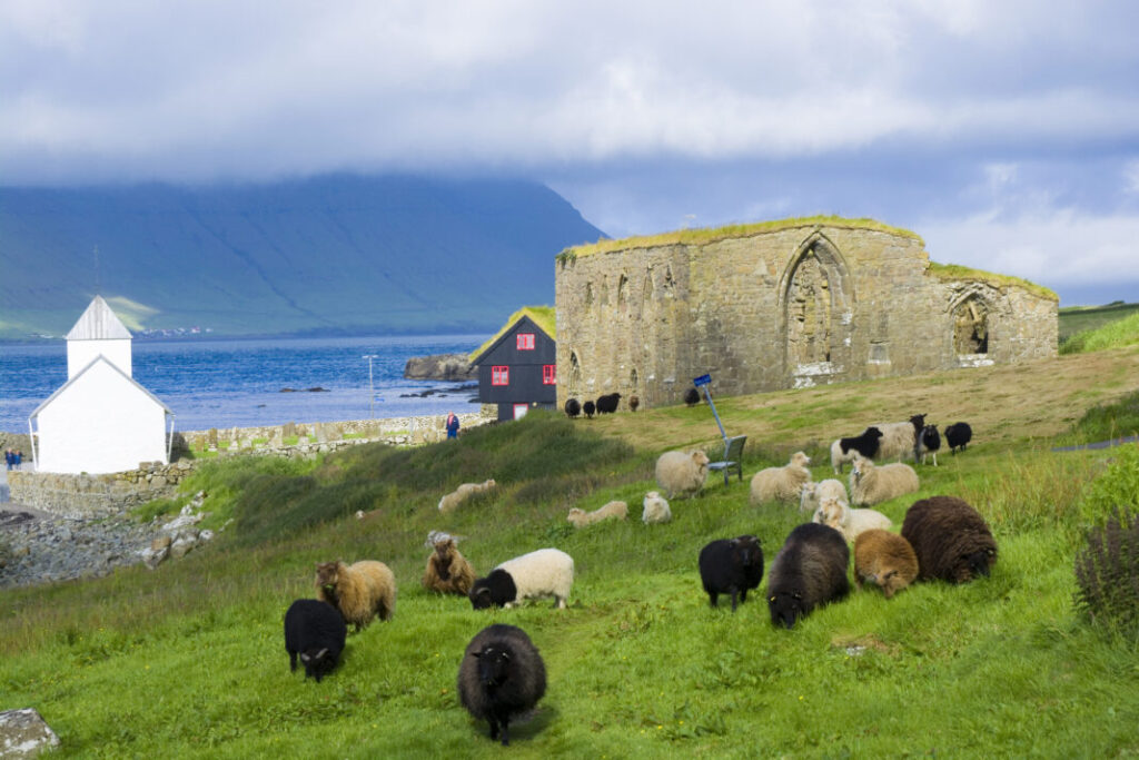 Owce pasące się w pobliżu ruin katedry Magnusa w Kirkjubøur - Wyspy Owcze