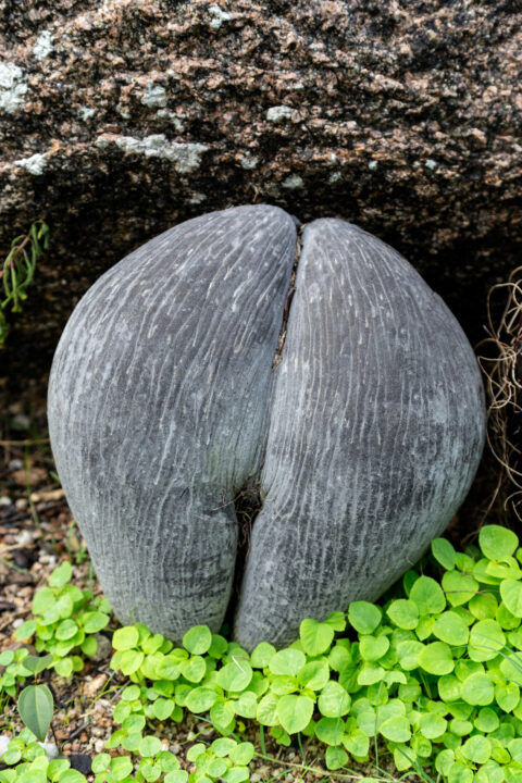 Nasiona Coco de Mer - Seszele