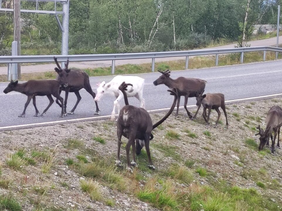 Okolice Tromsø - Norwegia