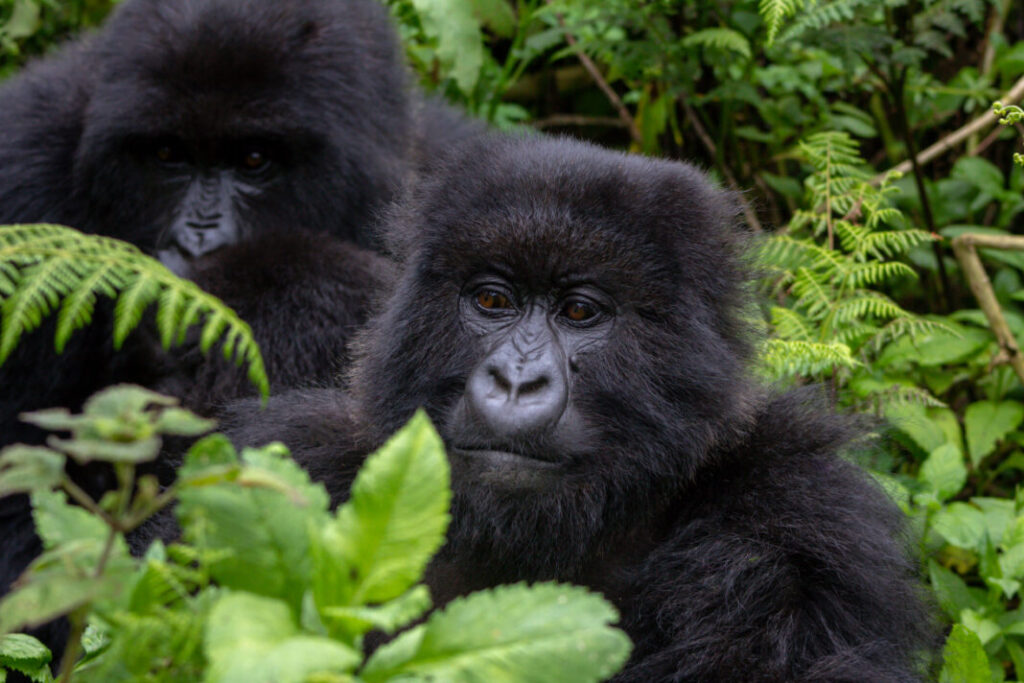 Goryle górskie, Beringei beringei w Volcanoes National Park - Rwanda
