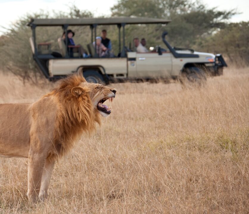 Safari - Botswana