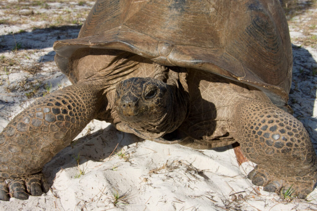 Żółw Olbrzymi (Aldabra Giant Tortoise) - Szeszele