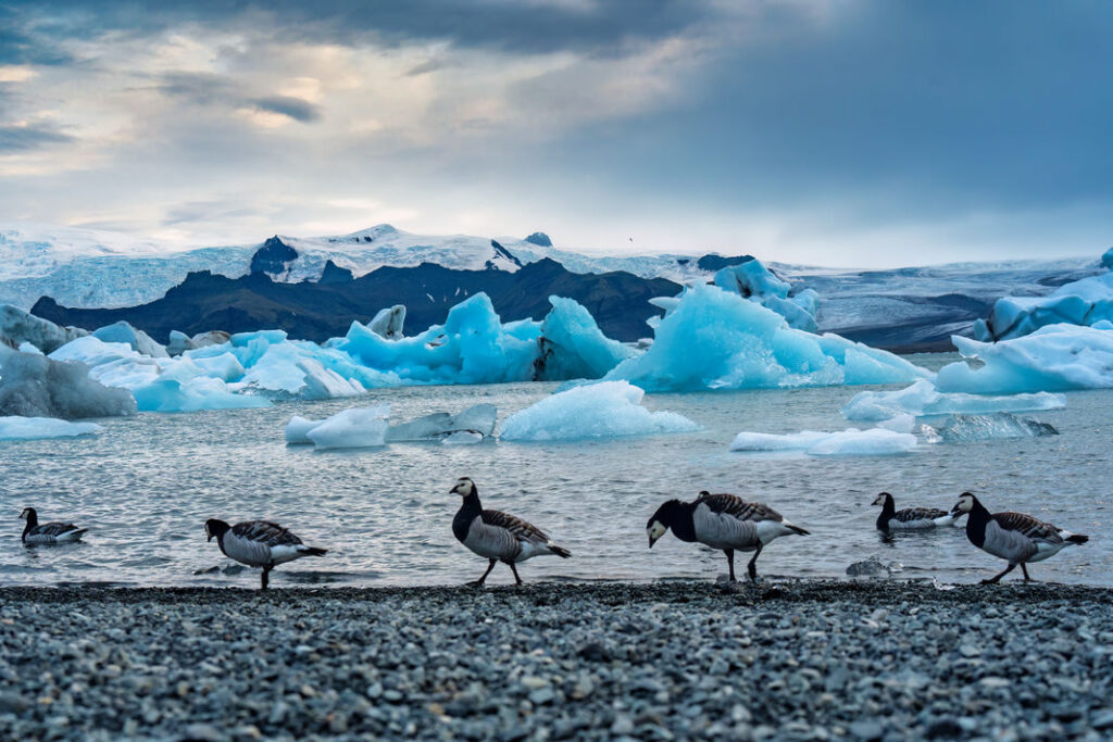 Laguna Jökulsárlón - Islandia