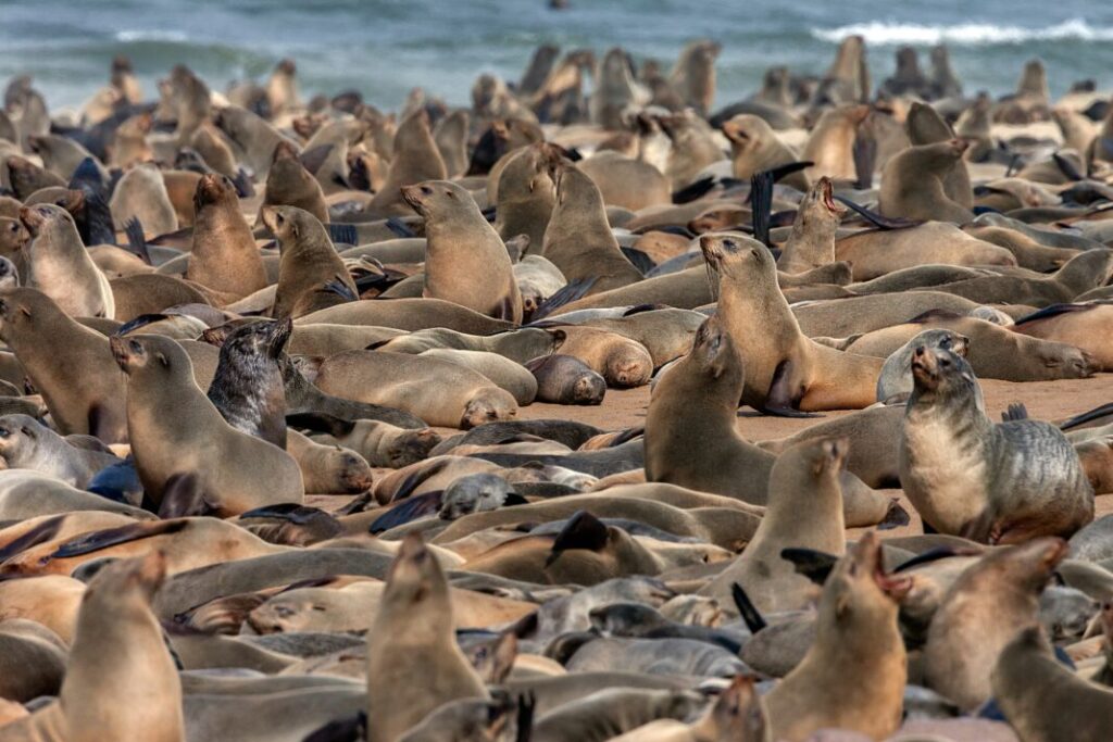 Uchatki przylądkowe (Arctocephalus pusillus) w kolonii fok Cape Cross - Namibia