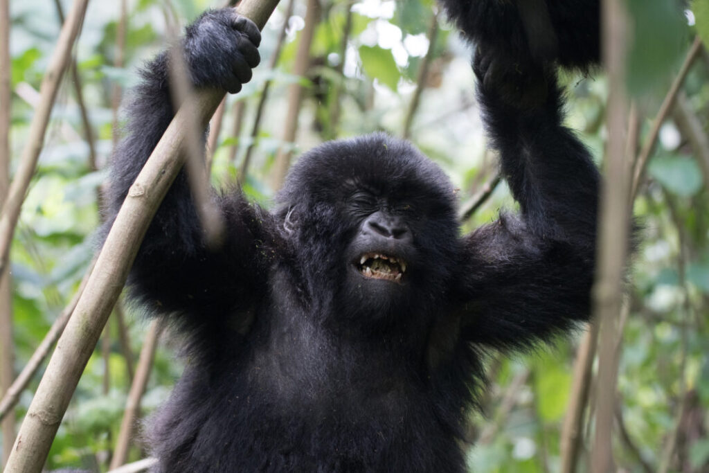 Młody goryl w Volcanoes National Park - Rwanda