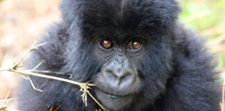 Młody goryl górski w Volcanoes National Park - Rwanda