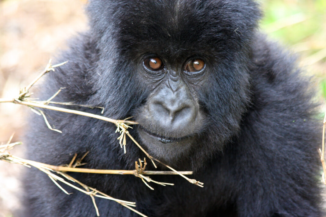 Młody goryl górski w Volcanoes National Park - Rwanda