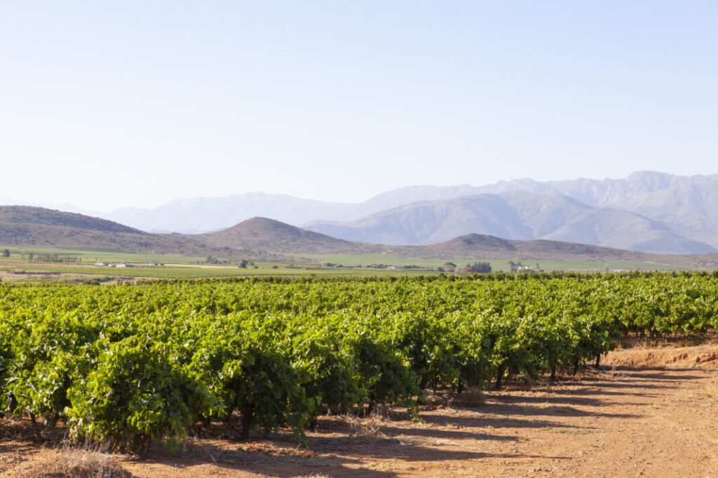 Winnice w dolinie rzeki Breede w pobliżu McGregor, Western Cape Winelands - RPA