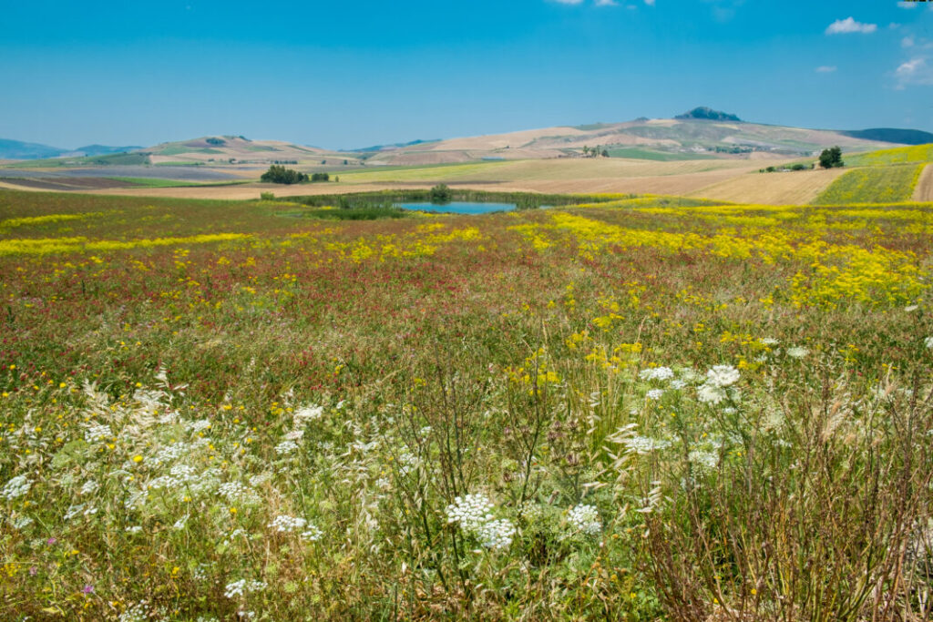 Okolice Corleone - Sycylia - Włochy