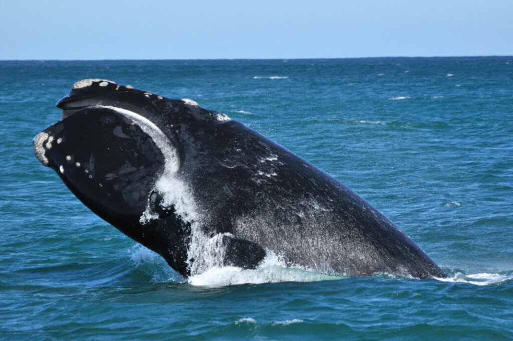 Wieloryb biskajski południowy na plaży Hawston w Hermanus w RPA