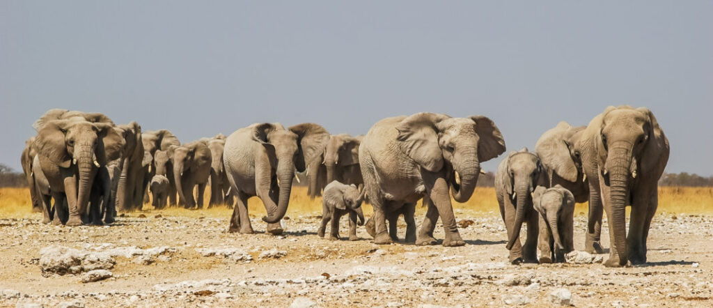 Park Narodowy Etosza - Namibia
