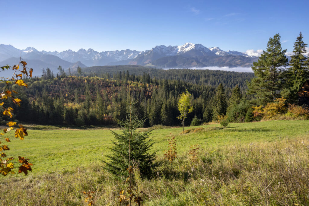 Widok na Tatry z Bukowiny Tatrzańskiej