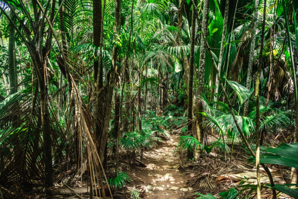 Vallee de Mai na wyspie Praslin na Seszelach