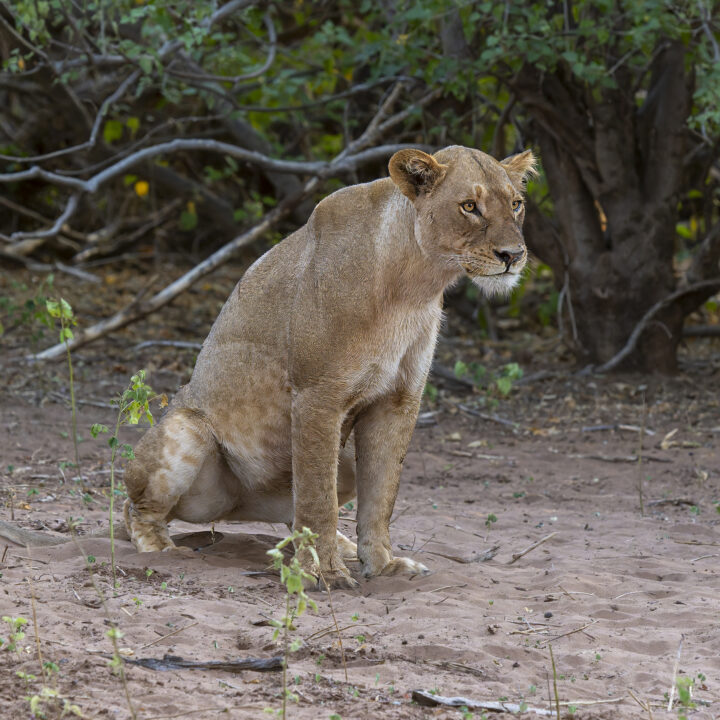Lwica w Parku Narodowym Chobe - Botswana