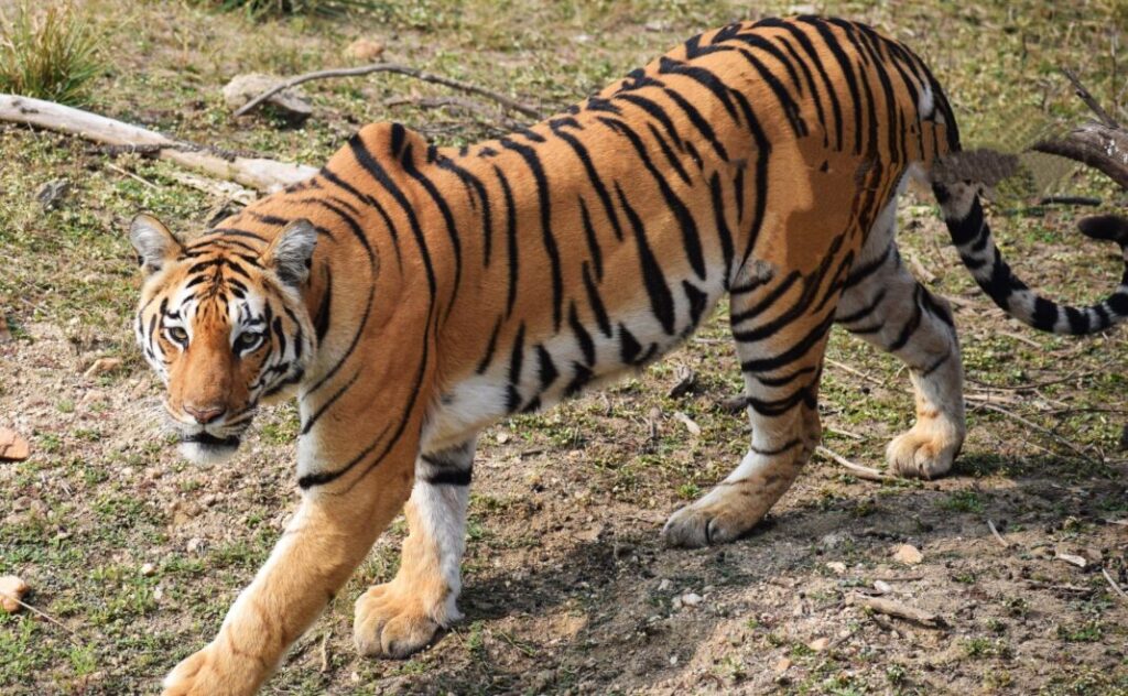 Królewski tygrys bengalski w Parku Narodowym Pench - Indie