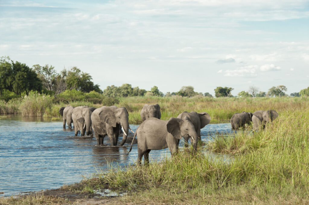 Delta Okawango - Botswana