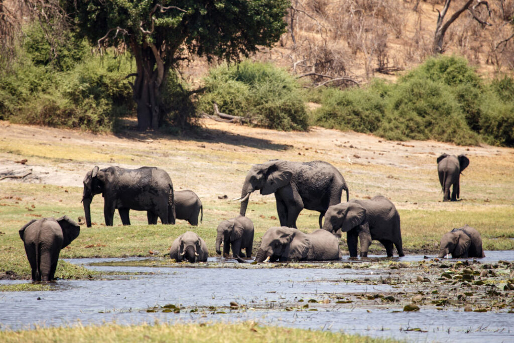 Park Narodowy Chobe - Botswana
