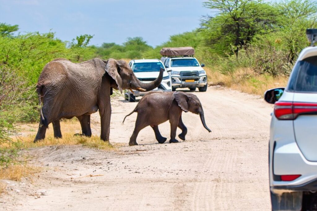 Park Narodowy Etosza Namibia