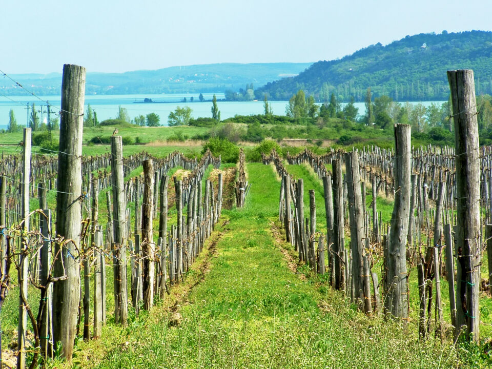 Winnice w Balatonfüred nad Balatonem