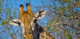Park Narodowy Chobe - Botswana